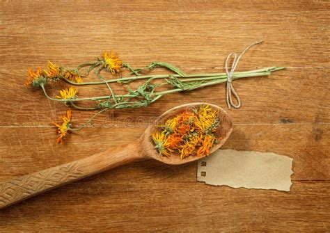 Calenduladried Herbs Herbal Medicine Phytotherapy Medicinal H Stock