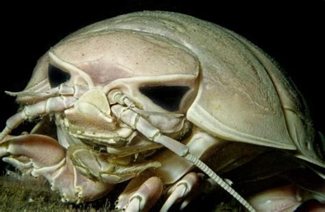 Giant Isopod A Product Of Deep Sea Gigantism Weird Sea Creatures