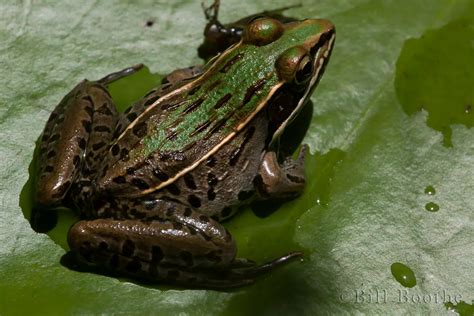 Leopard Frog | Frogs | Nature In Focus