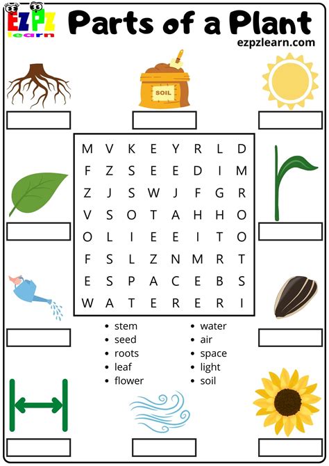 Parts Of A Plant Word Search And Match The Words For Kids And English