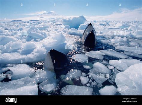 Orca (Orcinus orca) pod surfacing in icebreaker channel, must find open pockets of water to ...