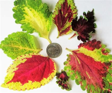 Coleus Seeds 75 Available In Usa Only Unique Handcrafted Seed