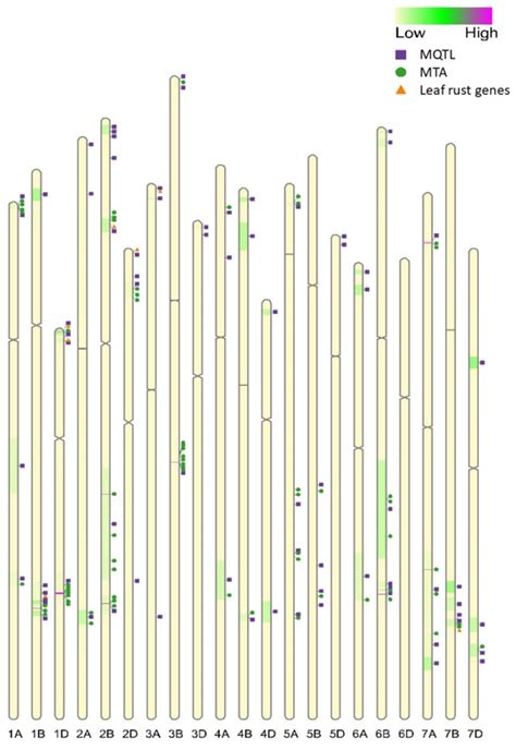 Distribution Of The Metaquantitative Trait Loci Mqtl Markertrait