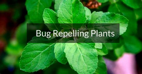 5 Easy To Grow Plants That Keep Bugs Away Bro4u Guide Bro4u Blog