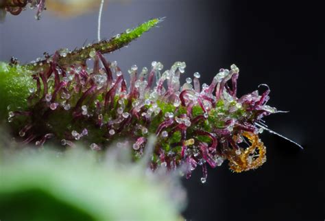 Amber Trichomes and Cannabis – A Quick Breakdown