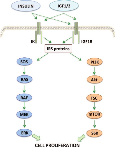 Insulin And Igf Pathway Insulin And Igf Bind To Insulin Receptors And