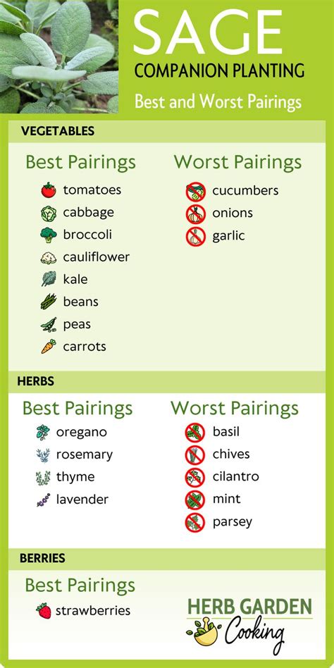 Sage Companion Planting Best Worst Pairings In Companion