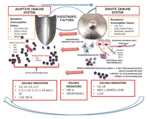 Ijms Free Full Text The Innate And Adaptive Immune System As