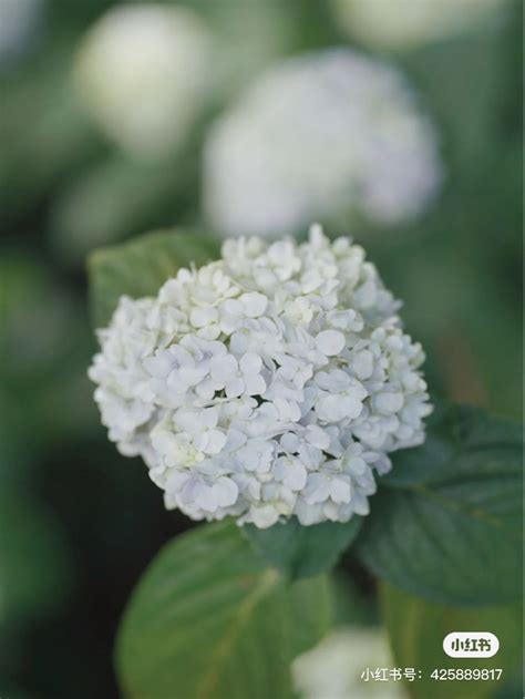 How To Grow A Snowball Bush Viburnum With Care And Planting Tips Jennifer Rizzo Artofit