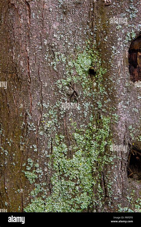 Close Up View Of Brown Tree Bark With Moss And Fungus For Background