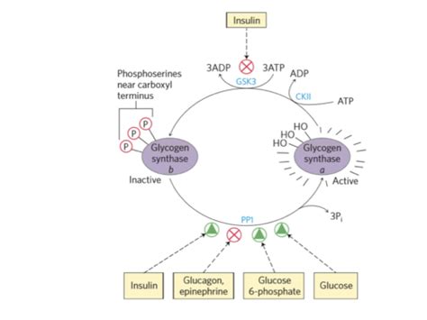 4 Regulation Of Glycogen Synthesis And Degradation Flashcards Quizlet