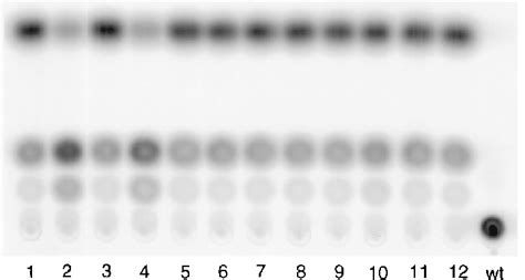 Detection Of Cat Expression After 15 Passages Individual Plaques Of Download Scientific