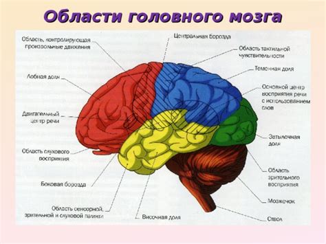 Анатомия головного мозга - биология, презентации
