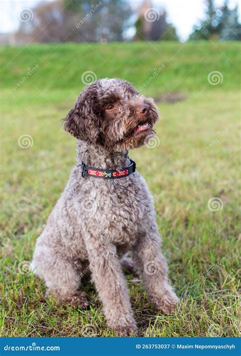 Lagotto Romagnolo Breed Stock Image Image Of Breed 263753037