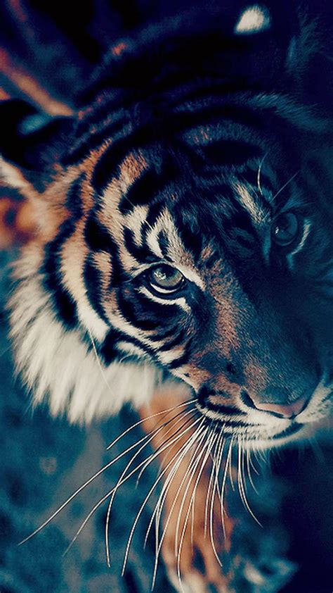 Tiger Phone Wallpapers Wallpaper Cave