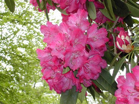 Pink Rhododendron Free Photo Download | FreeImages