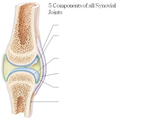 A P Lab Practical Synovial Joint Diagram Quizlet