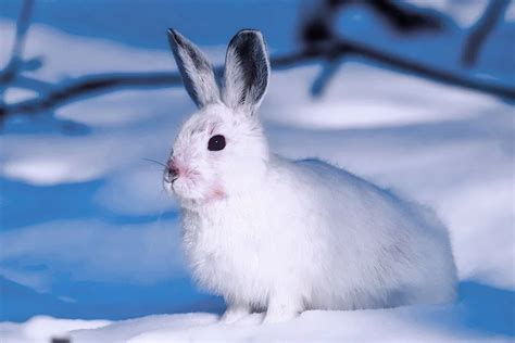 13 Beautiful Pure White Animals (With Pictures)