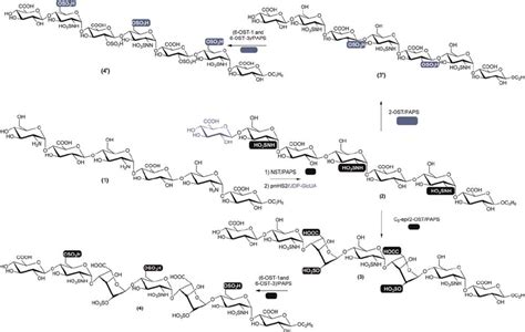 Synthetic Scheme Of Heptasaccharides Hexasaccharide Hexasaccharide