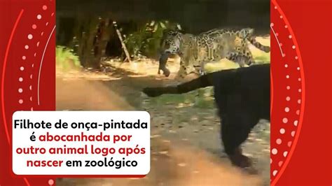 VÍDEO Estudantes flagram nascimento de onça pintada em zoológico do ES