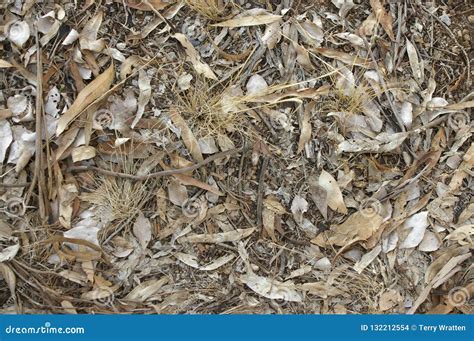 Local Native Australian Leaf Litter With Gum Tree Branches And Leaves