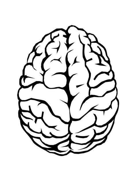 Human Brain Coloring Pages