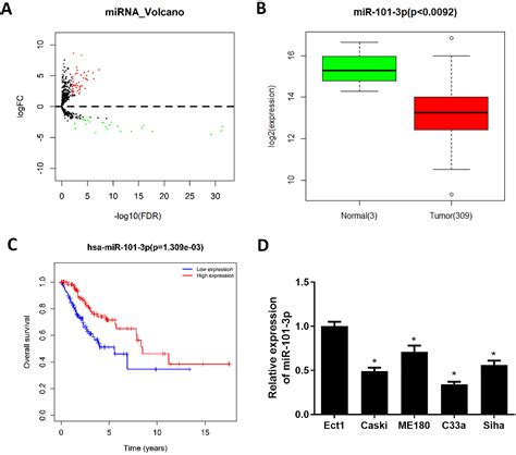 MiR 101 3p Suppresses Progression Of Cervical Squamous Cell Carcinoma