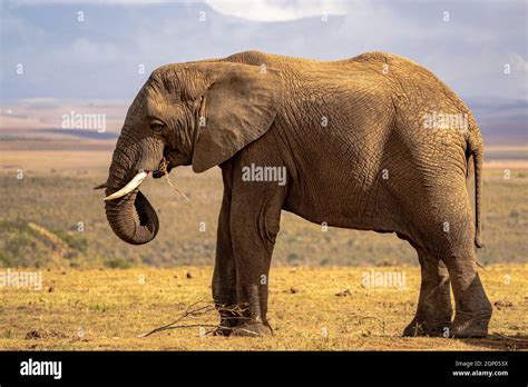 Elephant in south africa on safari Stock Photo - Alamy