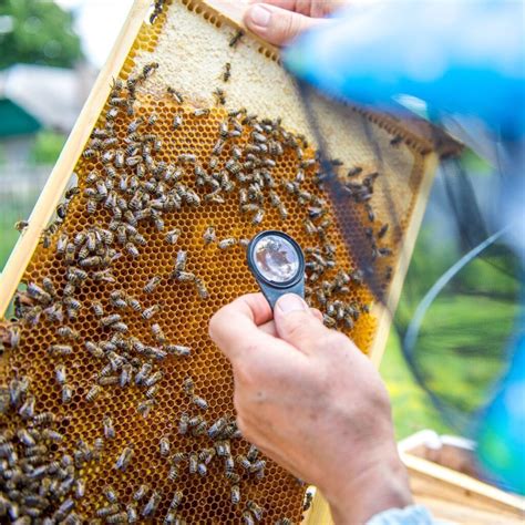 Beekeeping Challenges Solutions Carolina Honeybees