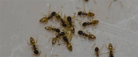 Profile Argentine Ants