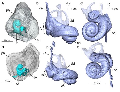 Ancient Whales Hearing Was Like Hippos And Camels Fossils Show