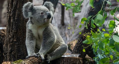 Terra Australis Feiert Er Ffnung In Der Wilhelma Mein Stuttgart