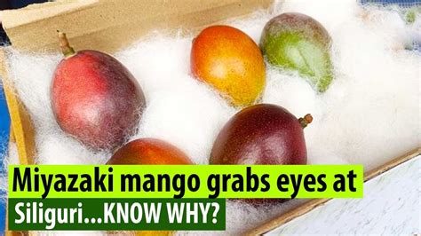 Miyazaki World S Most Expensive Mango Captures Attention At Siliguri