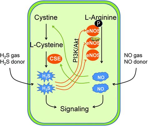 A Review Of Hydrogen Sulfide Synthesis Metabolism And Measurement Is