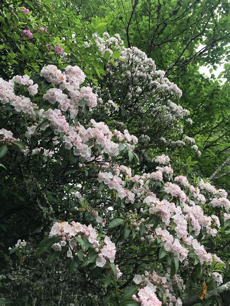 Flower Power – RCA Life