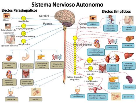 Fisiología Del Sistema Nervioso