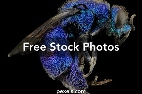 Cuckoo Wasp Photos Download The Best Free Cuckoo Wasp Stock Photos