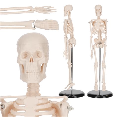 Szkielet Cz Owieka Cm Model Anatomiczny Miniature Skeleton Cm