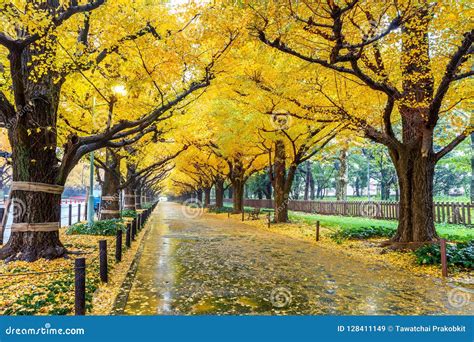 Row of Yellow Ginkgo Tree in Autumn. Autumn Park in Tokyo, Japan Stock Image - Image of color ...