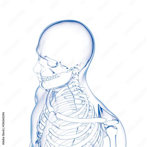 Bones, Human Head Skeleton Stock Illustration | Adobe Stock