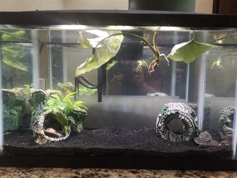 African Clawed Frog Tank Help Rafricanclawedfrog