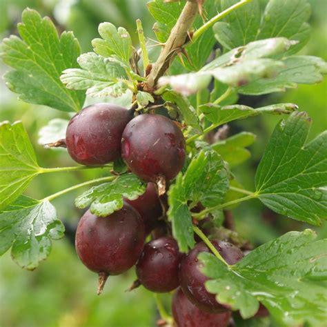 Gooseberry Pixwell Gardenland Usa Edible Landscaping