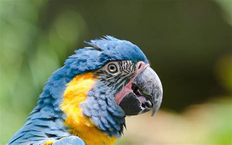 Animal You: Macaw