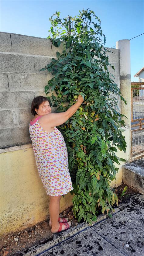 Ruelle sur Touvre un pied de tomate de 2 70 mètres a poussé tout seul