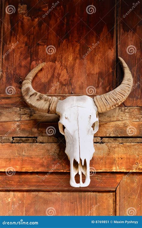 Totem The Bull Skull Stock Image Image Of Death Heritage 8769851