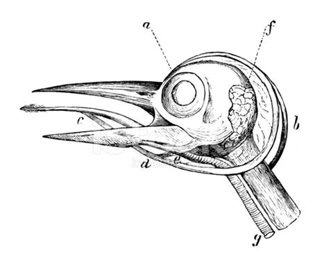 Antique Medical Scientific Illustration: Bird Head Anatomy Stock Photos - FreeImages.com