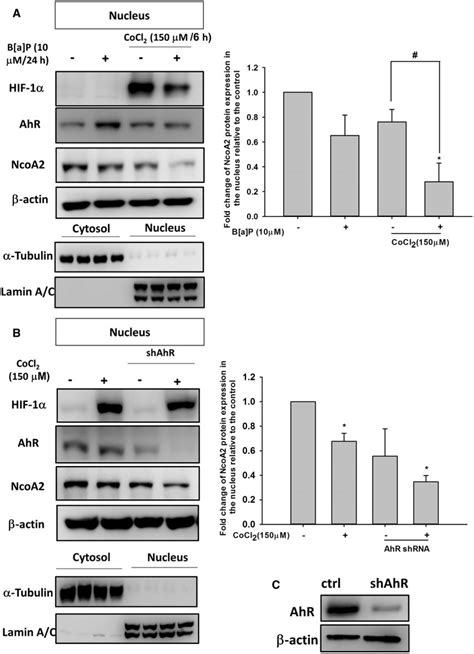 Both Hypoxia Inducible Factor A Hif A And Ncoa Protein Nuclear