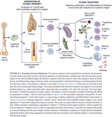 Adaptive Immunity Patho Flashcards Quizlet