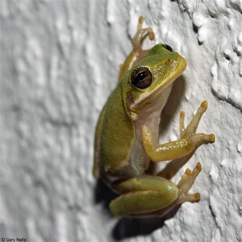 Green Treefrog Hyla Cinerea