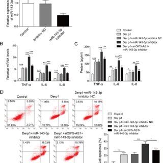 Oip As Knockdown Exacerbates Derp Induced Inflammation And Cell